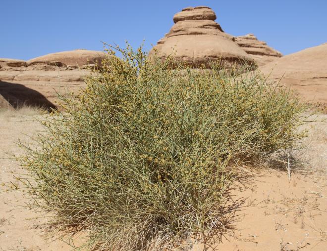 Whole plant