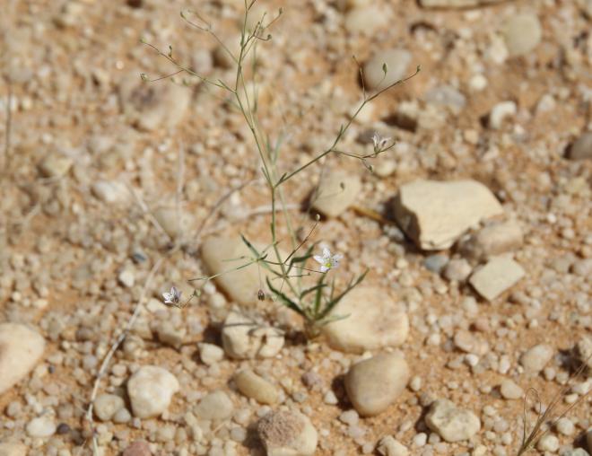 Whole plant