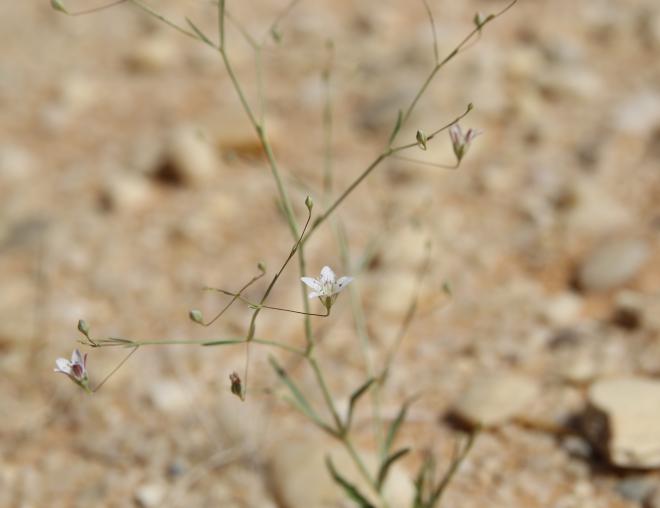 Whole plant