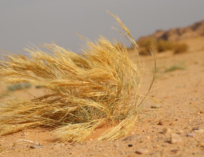 Whole plant