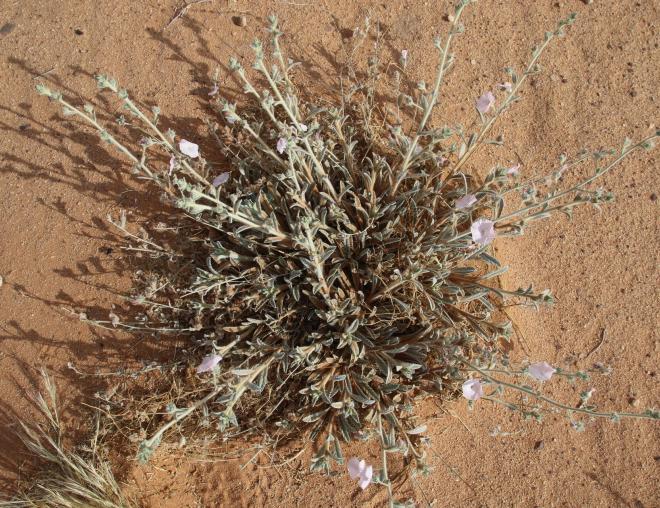 Whole plant and leaves