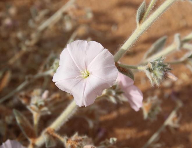 Convolvulus spicatus flower