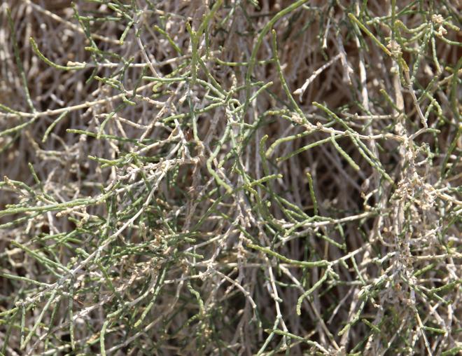 Haloxylon salicornicum leaves