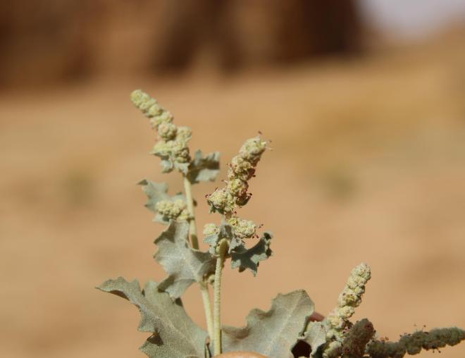 Atriplex turcomanica leaves and flowers