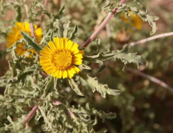Asteriscus graveolens flower