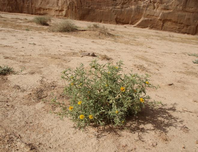 Asteriscus graveolens on an ephemeral flooded depression
