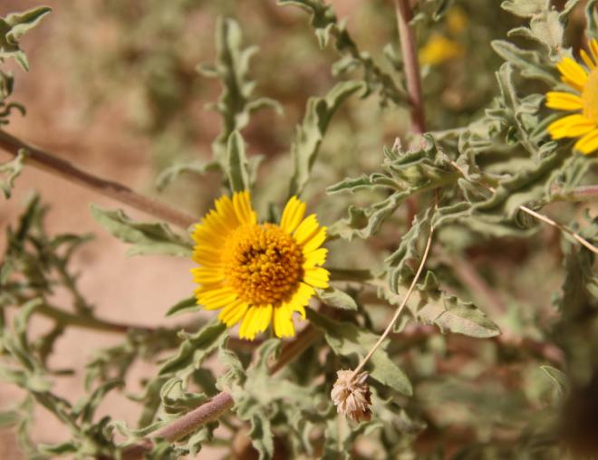 Asteriscus graveolens flower