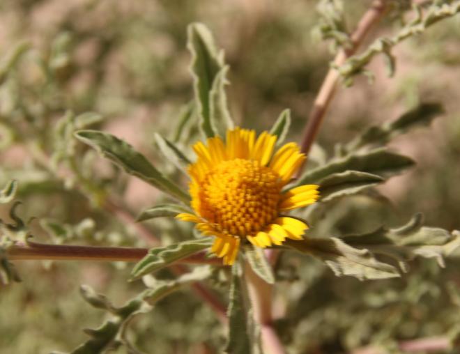 Asteriscus graveolens flower