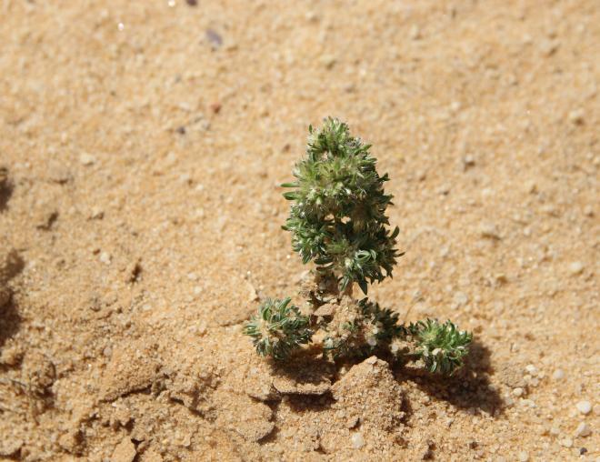 Whole plant