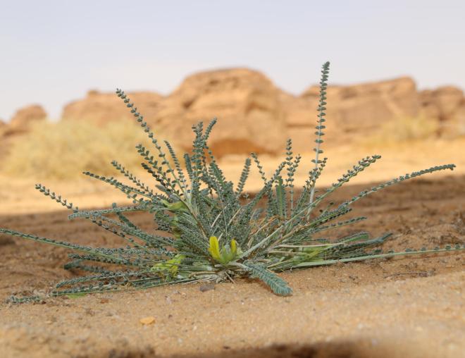 Whole plant