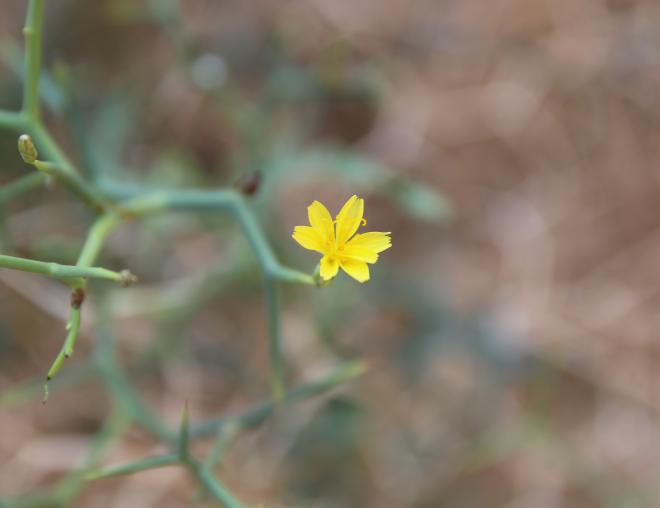 Launaea spinosa flower