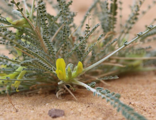 Astragalus sieberi flower