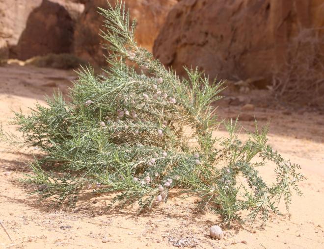 Whole plant