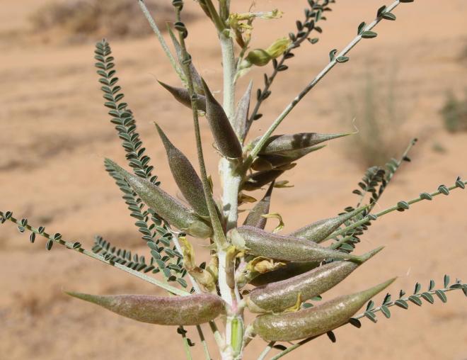 Astragalus sieberi fruits