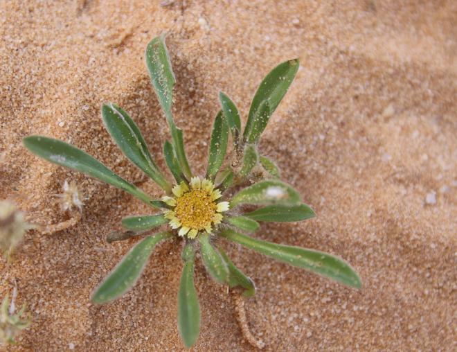 Whole plant