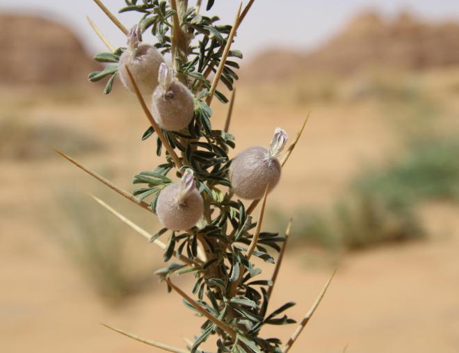 Astragalus spinosus leaves and flowers