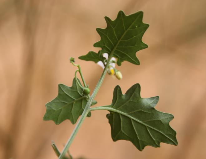 Solanum villosum leaves