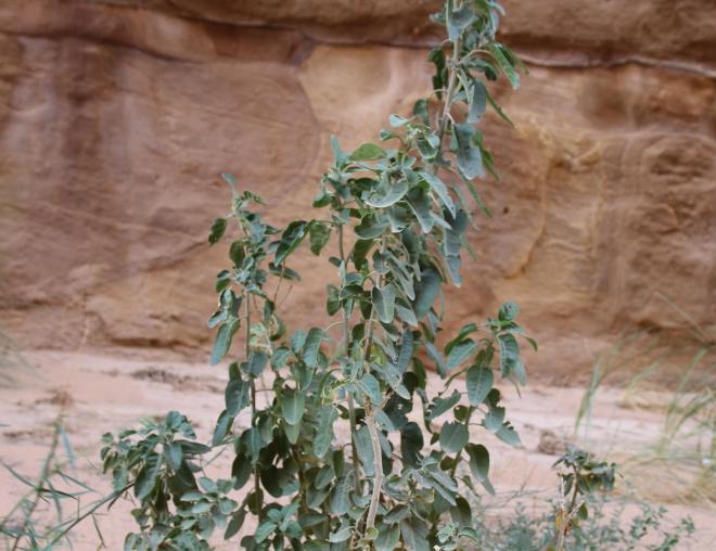 Whole plant