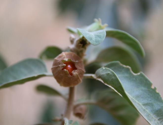 Withania somnifera fruit