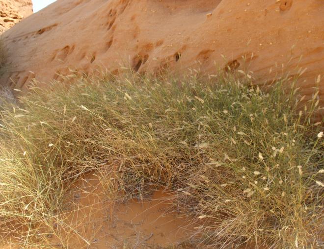 Whole plant