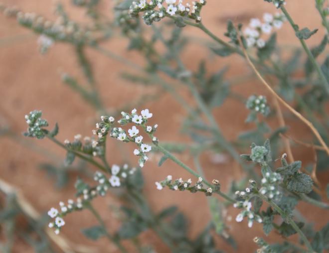 Heliotropium bacciferum flowers