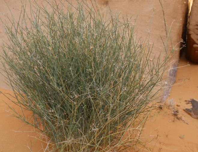 Whole plant