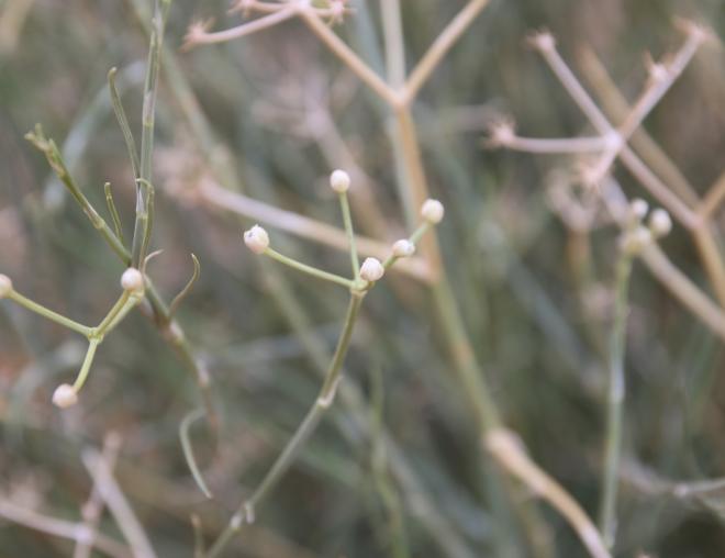 Deverra triradiata flowers