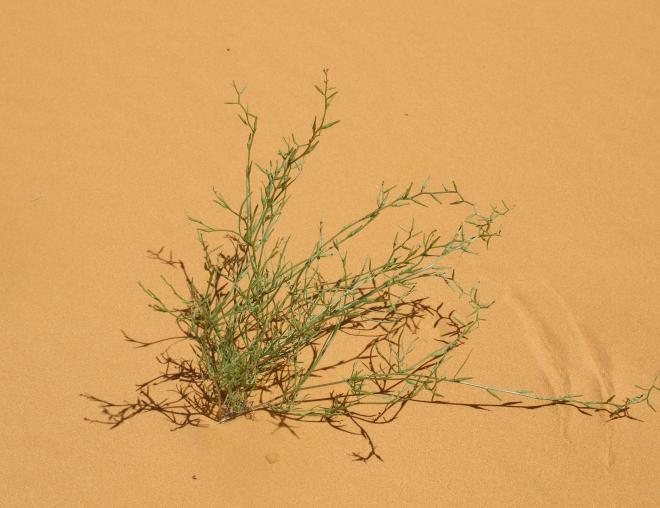 Whole plant