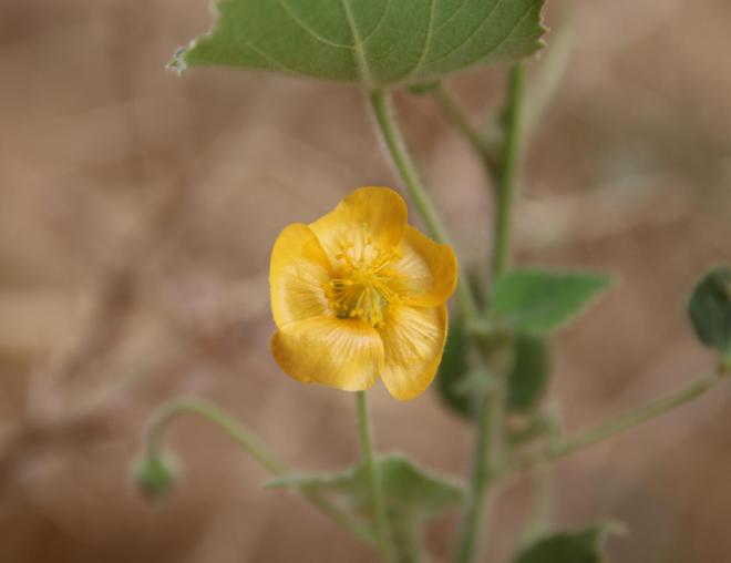 Flower of Abutilon fruticosum