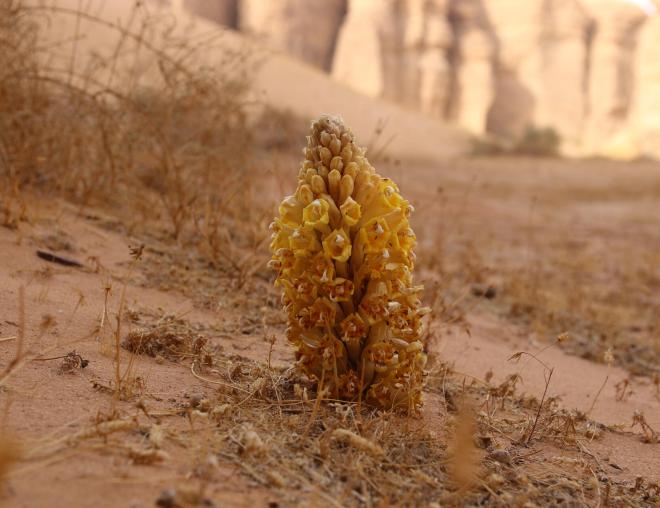 Cistanche tubulosa flowers