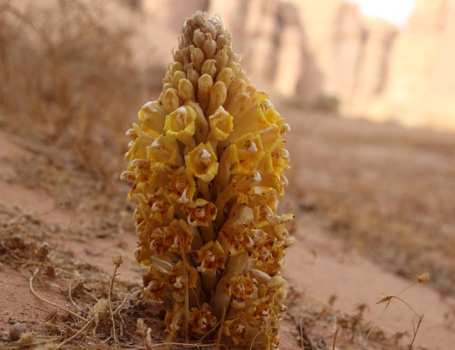 Cistanche tubulosa flowers