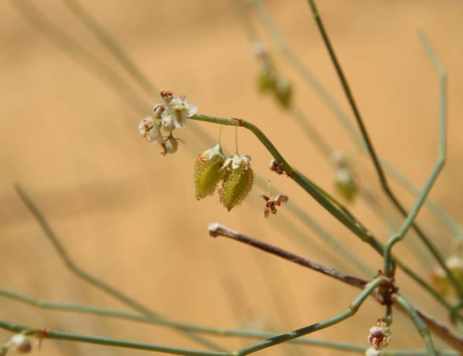 Calligonum comosum fruits