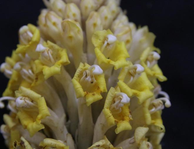 Cistanche tubulosa flowers
