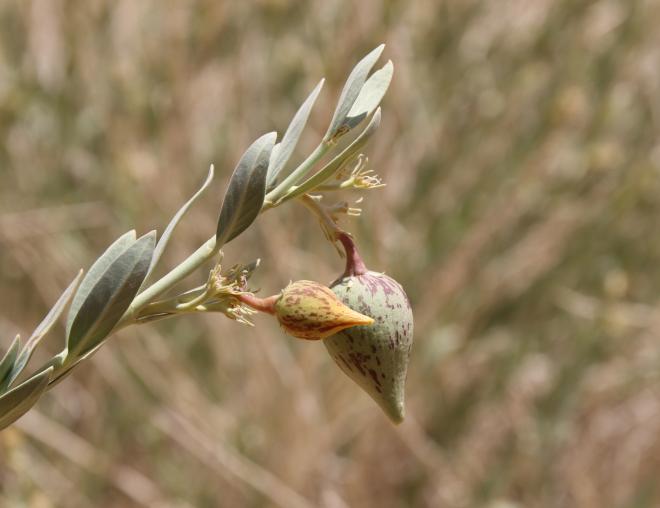 Solenostemma arghel fruits