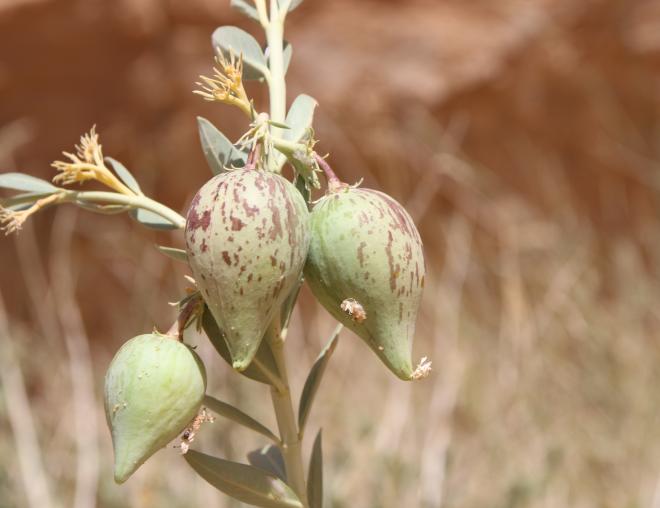 Solenostemma arghel fruits