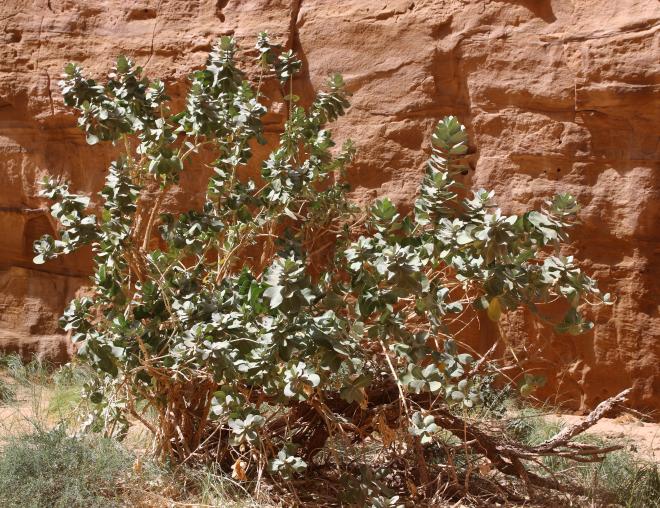 Whole plant