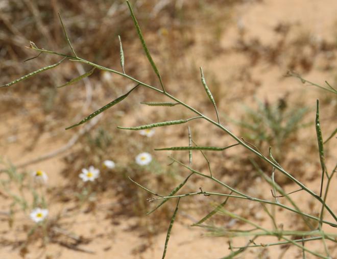 Coincya tournefortii fruits