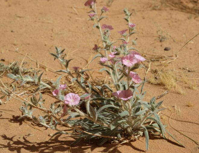 Whole plant