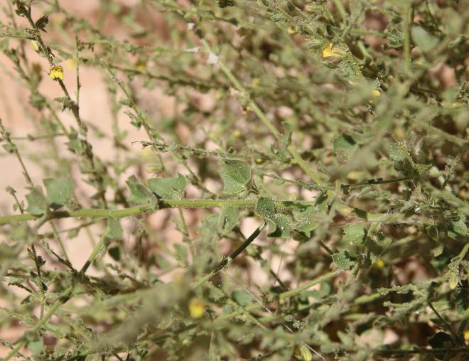 Kickxia aegyptiaca leaves