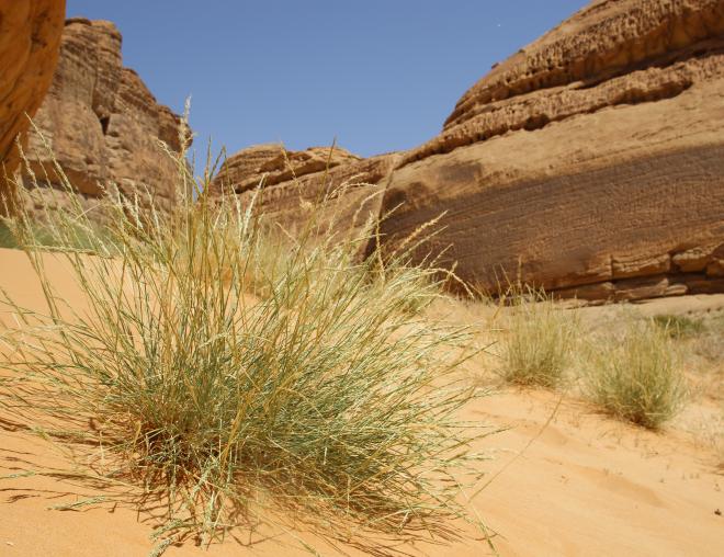 Centropodia forskaolii on Sand dune