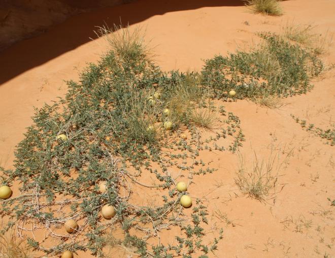 Whole plant
