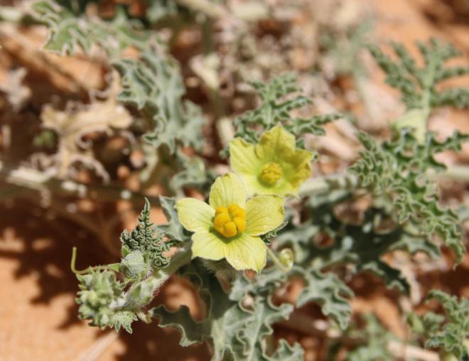Citrullus colocynthis flower