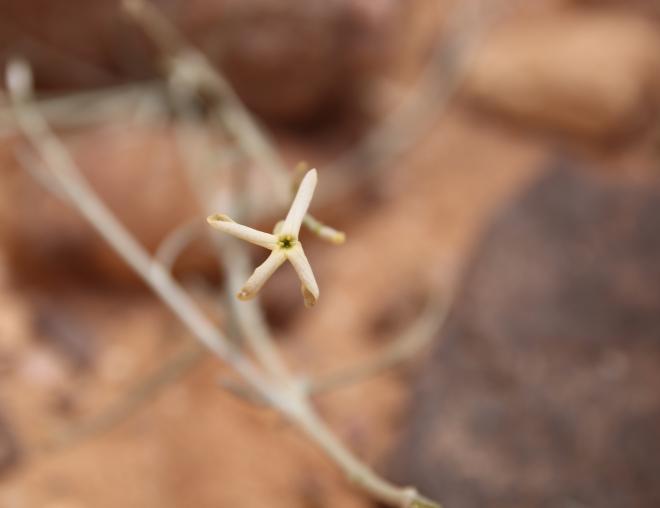 Farsetia aegyptia flower