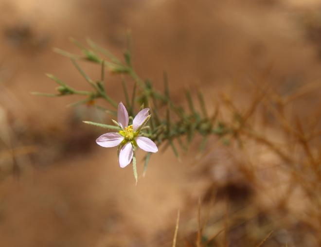 Zygophyllum arabicum flower