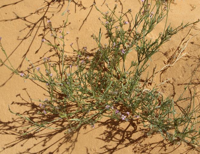 Whole plant