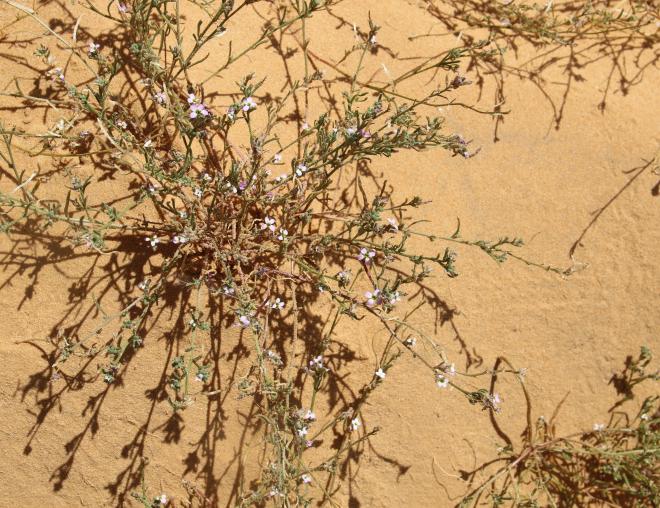 Whole plant