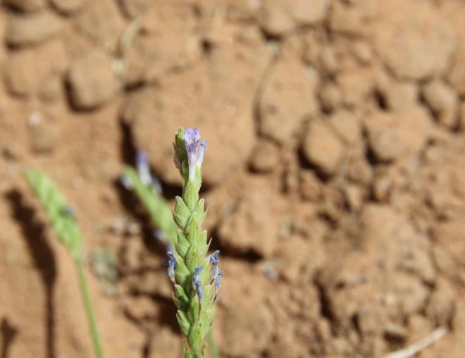 Lavandula pubescens flowers