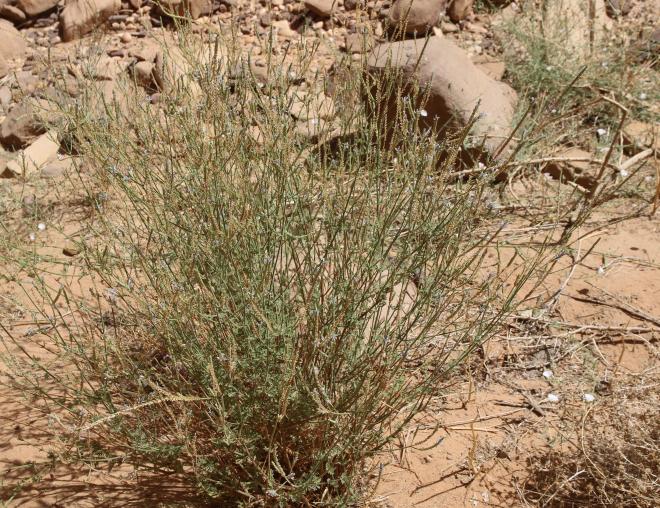 Whole plant