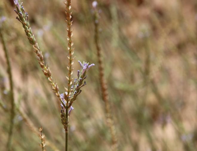 Lavandula pubescens flowers and fruits