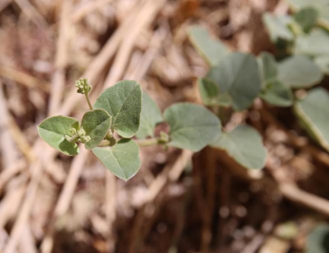 Commicarpus helenae leaves